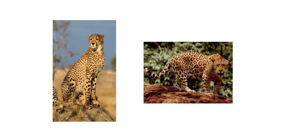 Cheetah vs Jaguar Classification Model